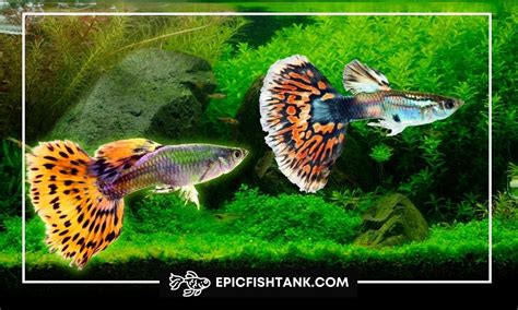 Guppy Fish Care Guide & Species Profile .